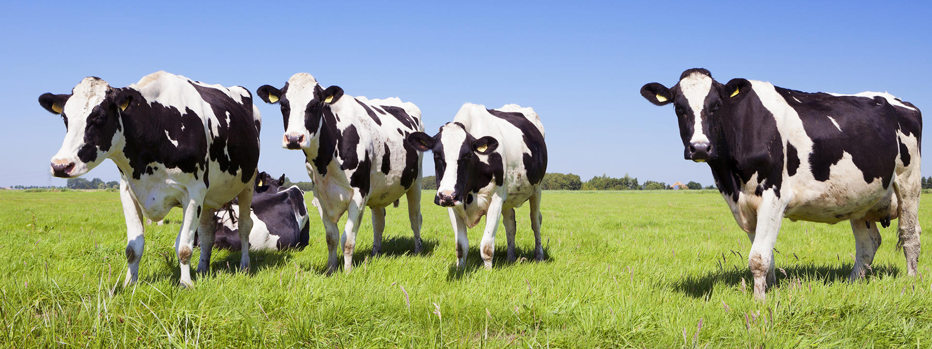 black-and-white-cows-in-a-grassy-field-on-a-bright-and-sunny-day-in-the-netherlands-xxl_1920x720px