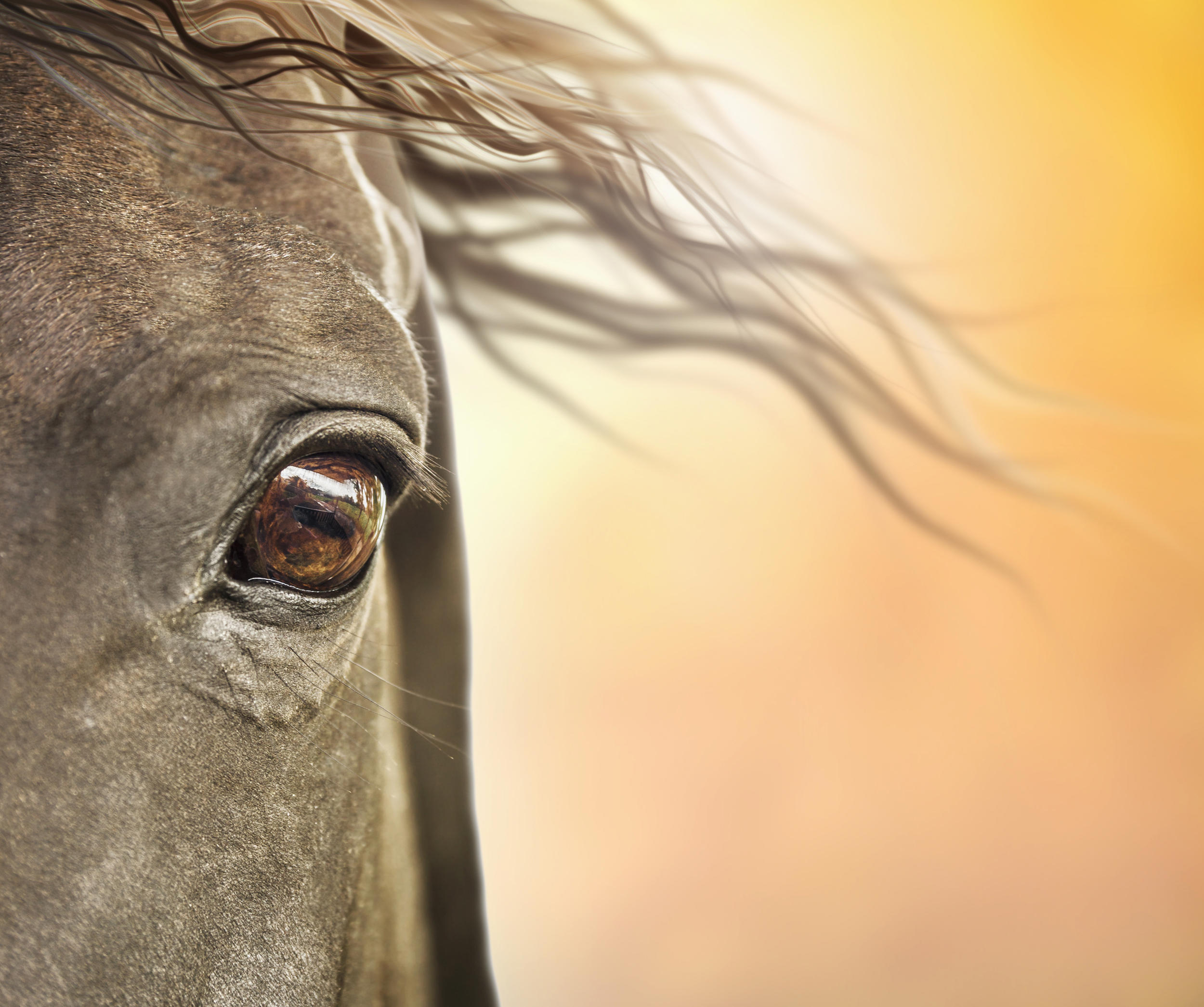 eye-of-horse-with-mane-in-sunlight_2500-x-2091