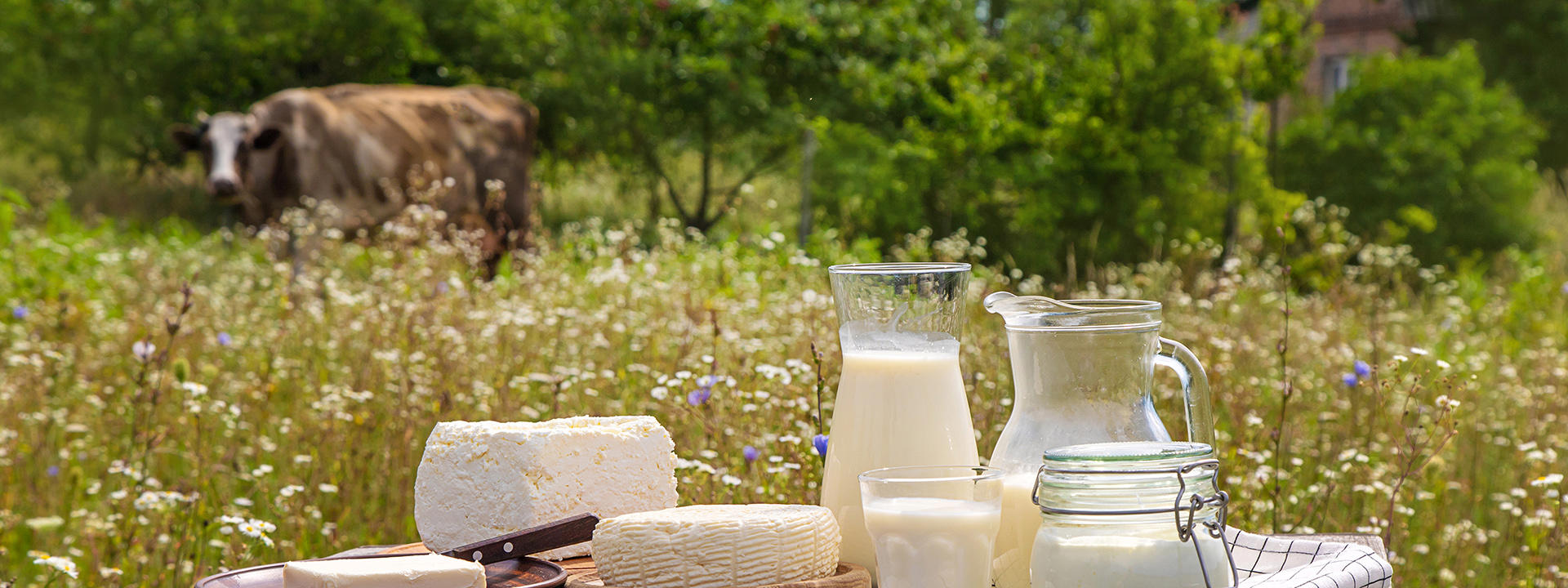 gaardsmejeri_dairy-products-on-a-cow-farm-selective-focus-food_72-dpi