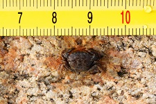 harris-mud-crab
