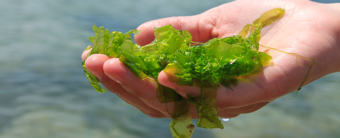 algae_banner_1116x455px