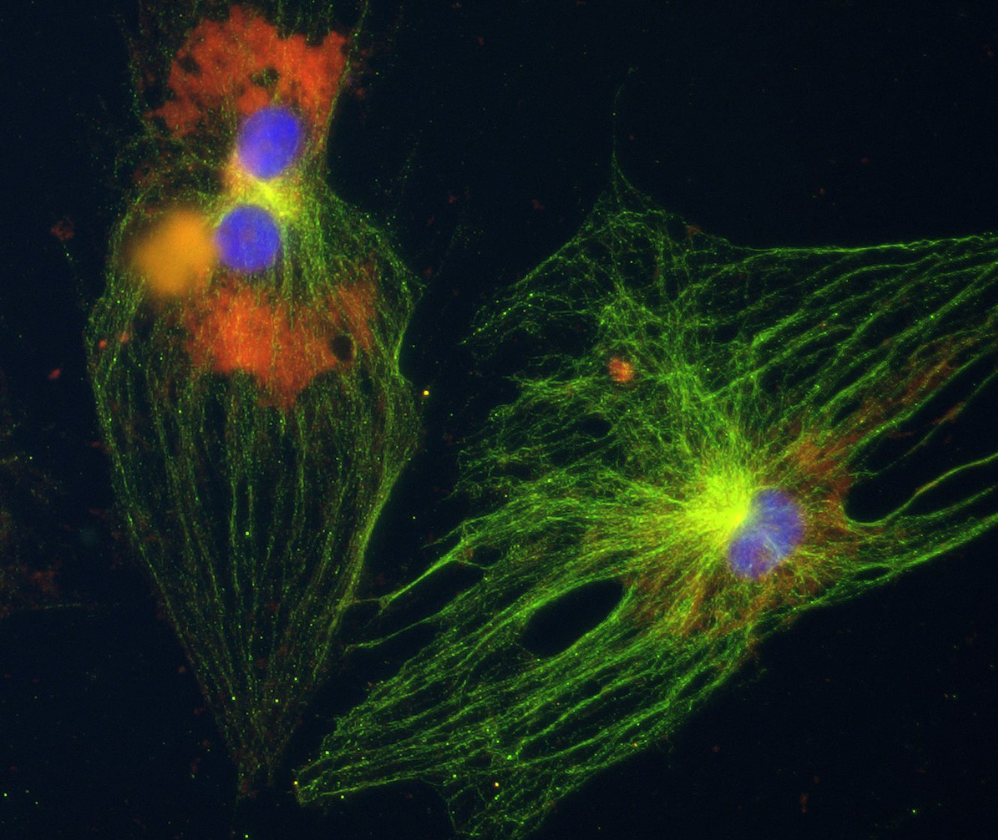 service-overview-ex-vivo