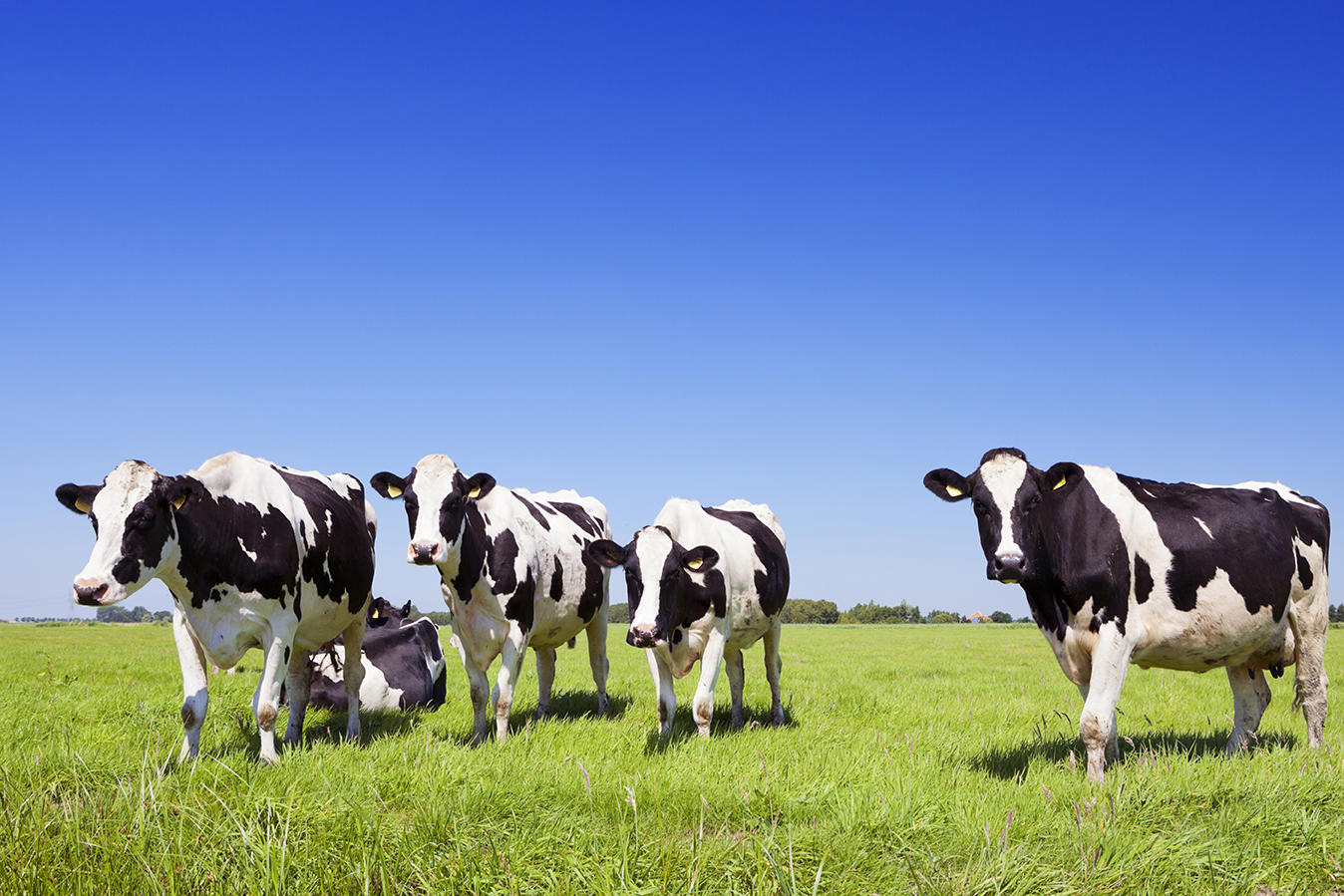 black-and-white-cows-in-a-grassy-field-on-a-bright-and-sunny-day-in-the-netherlands-xxl_72-dpi