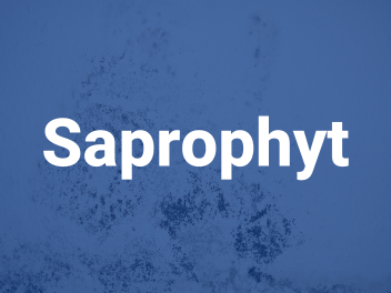 saprophyt
