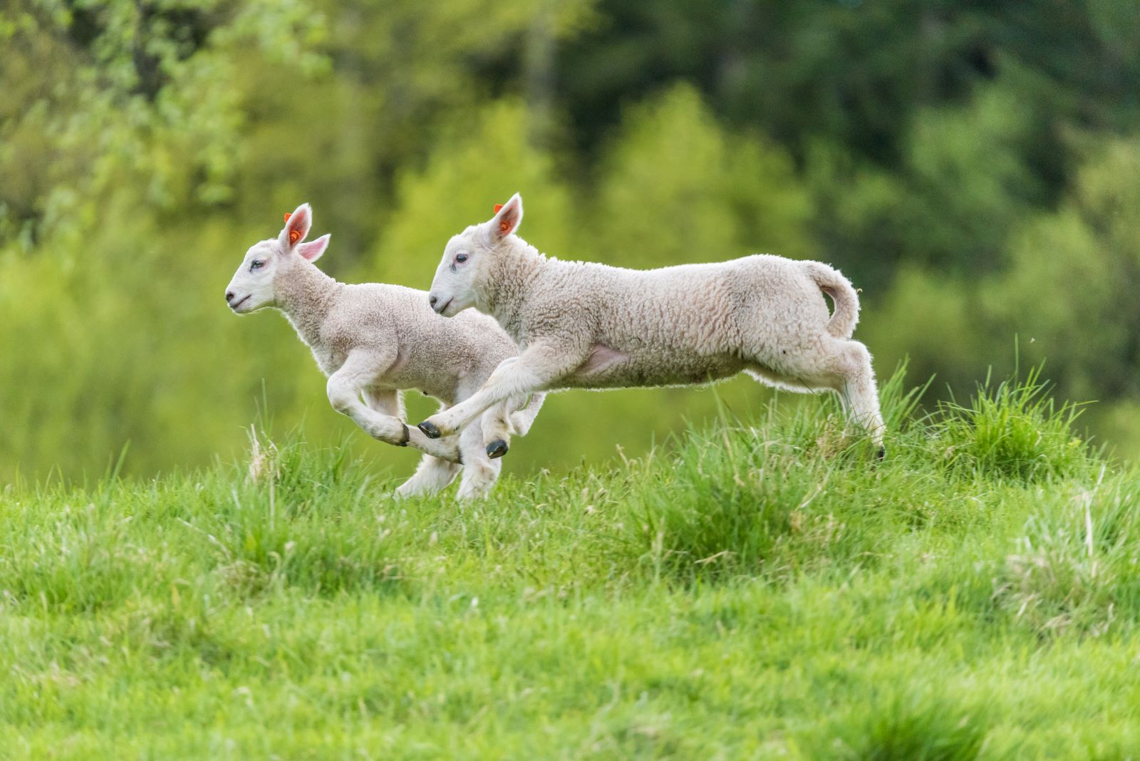 Lamb på beite. Grovfôranalyser i saueholdet