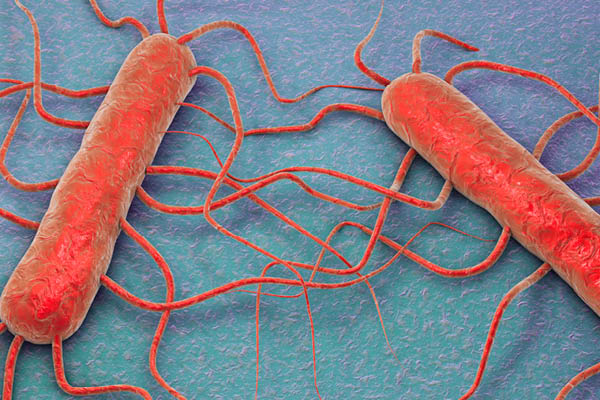 listeria