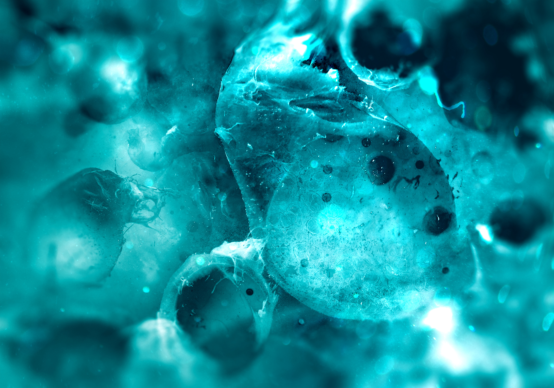 cells-websize