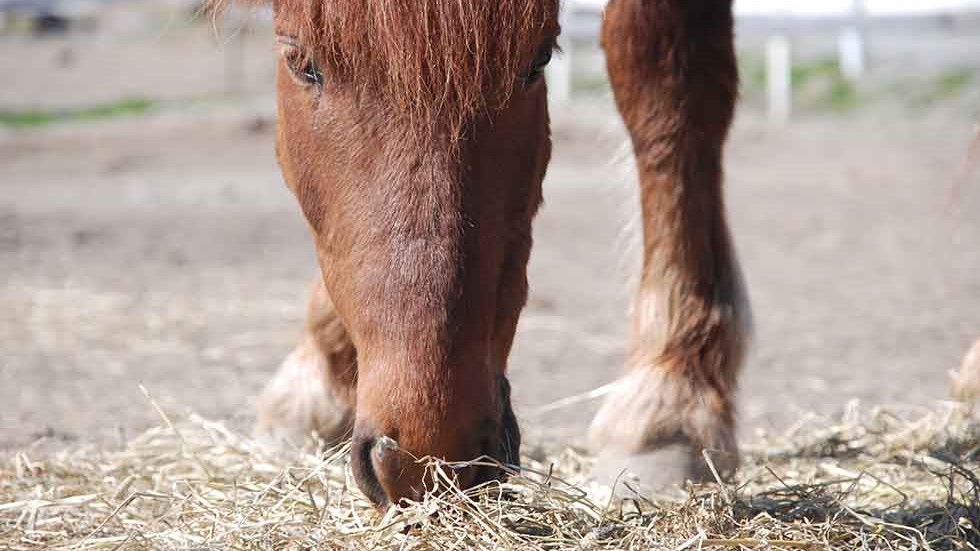 roed-hest-spiser-16-9