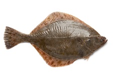 european-flounder
