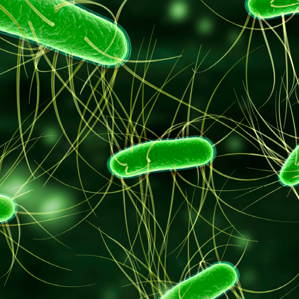 e-coli