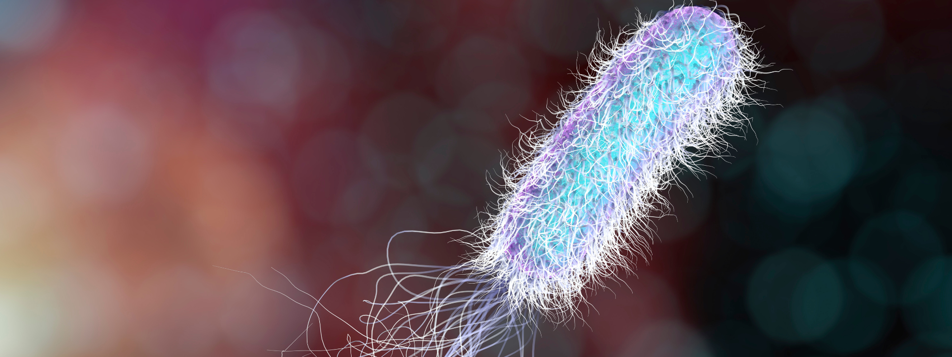 mibi_ecoli-bacterium_banner_1920x720px