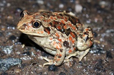 common-spadefoot