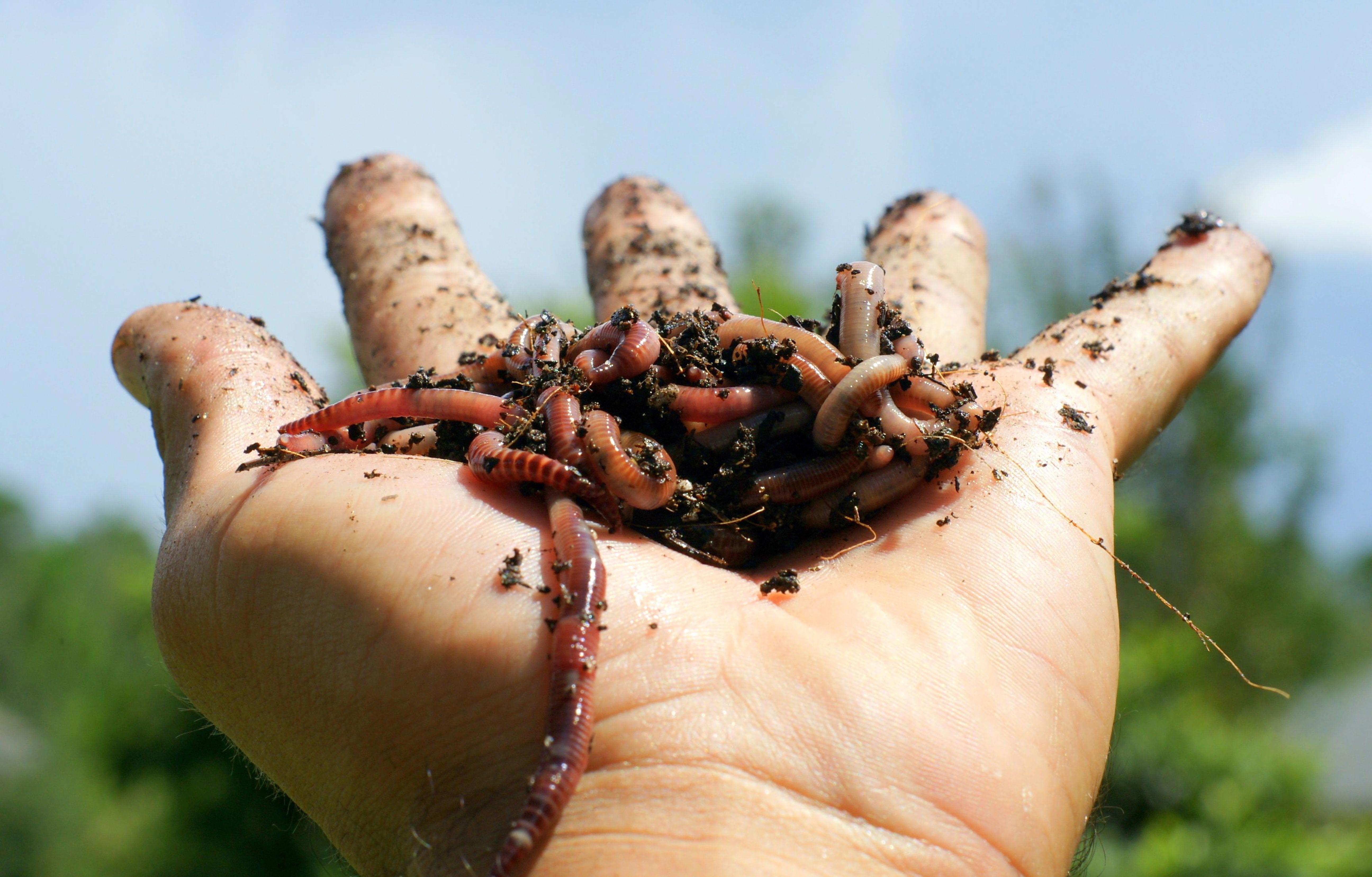 earth-worms-xl_5184x3316px