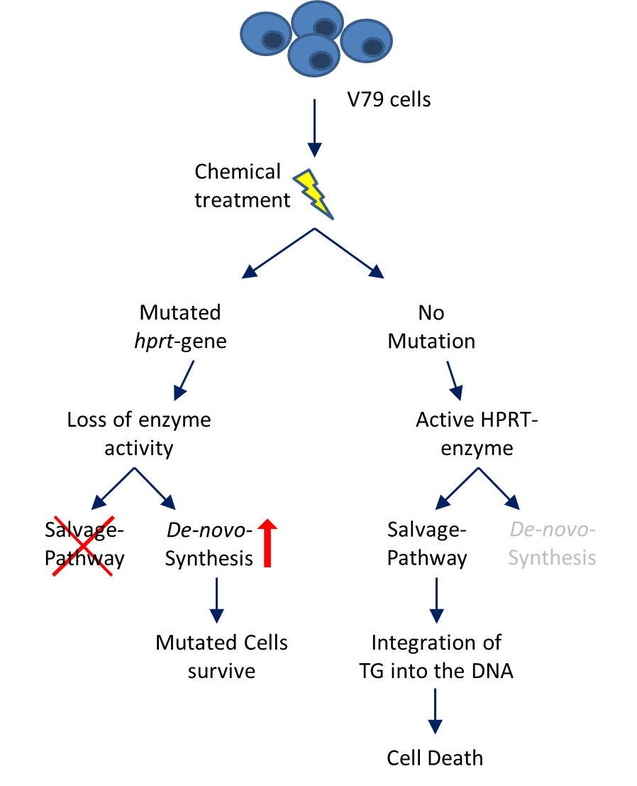 hprt-test-principal
