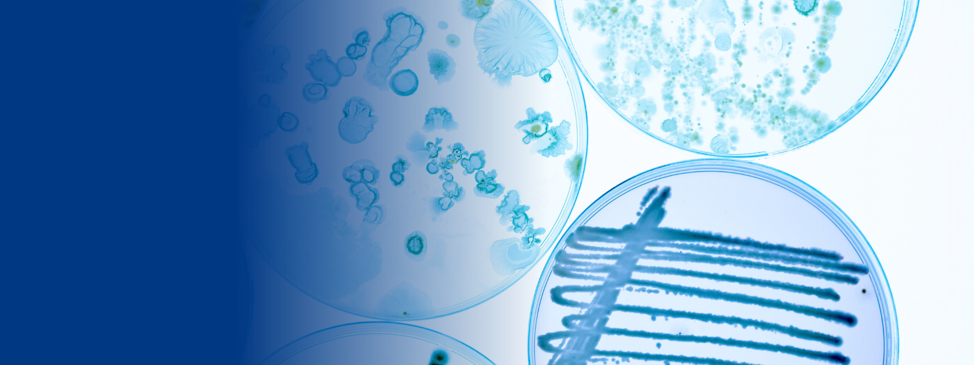 colony-forming-assay-website-banners