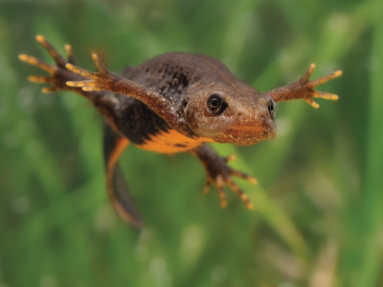 great-crested-newt-crrct-size-01