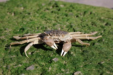 chinese-mitten-crab