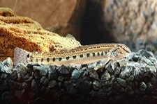spined-loach