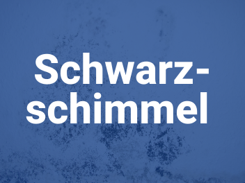 schwarzschimmel