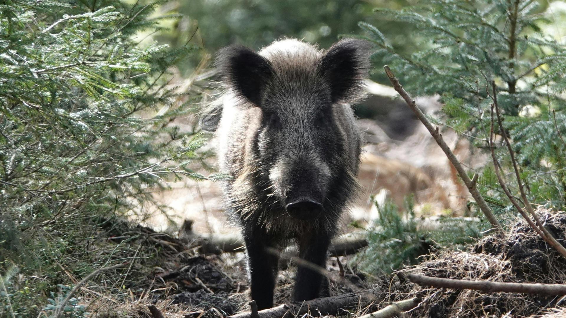 wildboar1 (1)