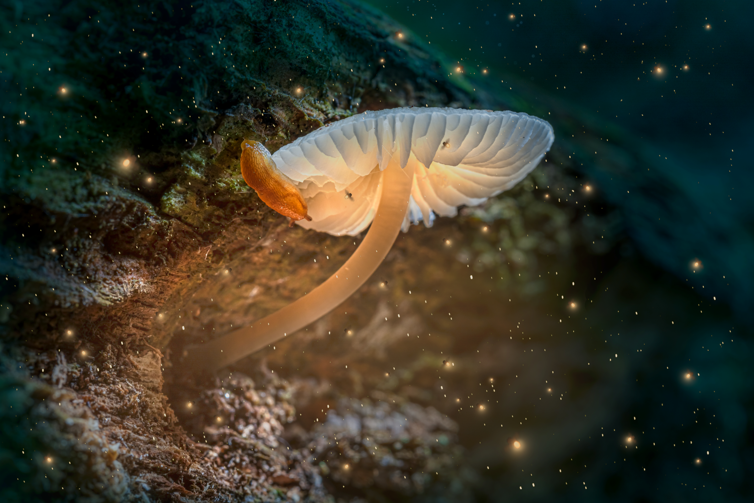 glowing-mushroom-on-tree-in-dark-forest-with-firef-2026-03-24-14-12-11-utc