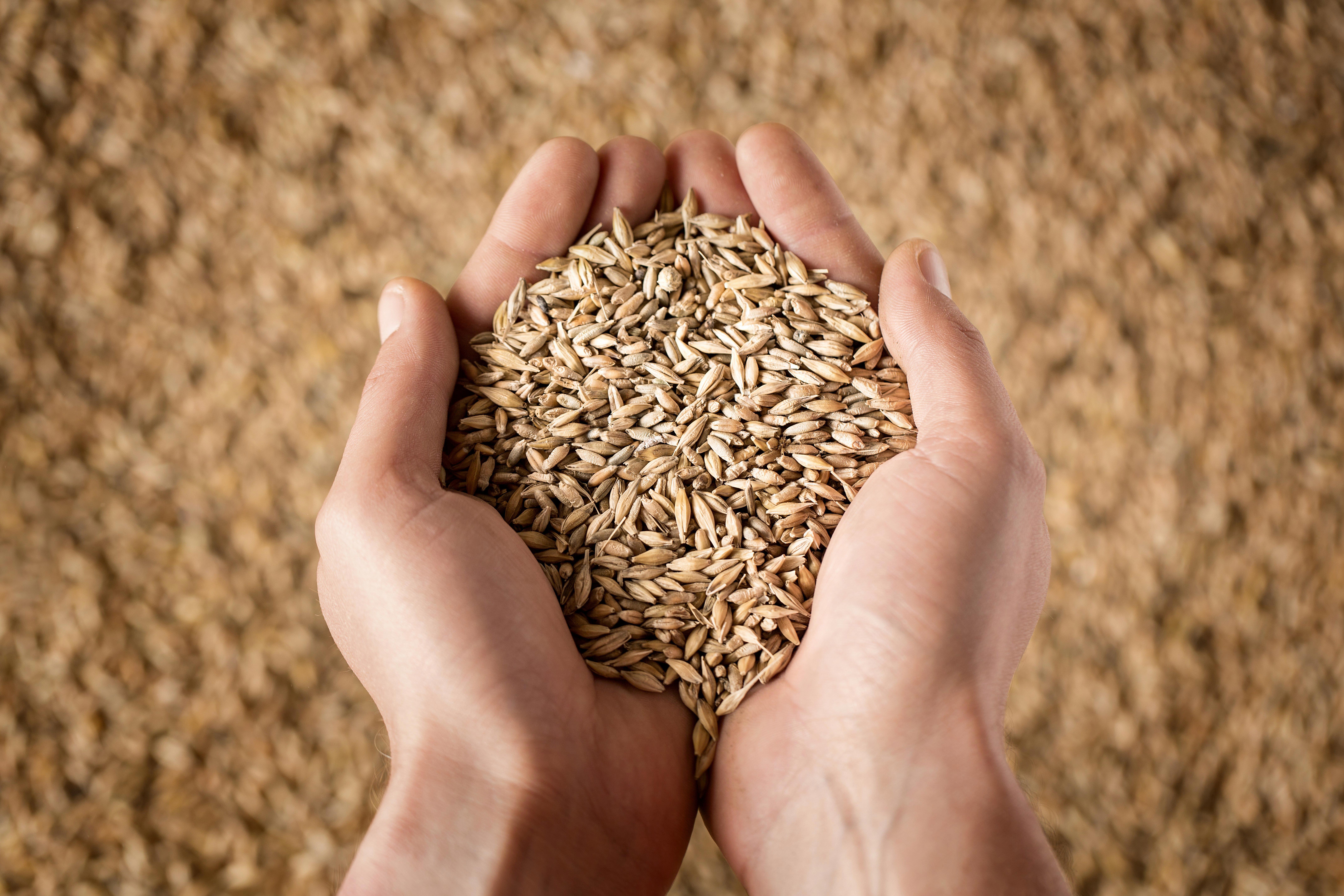 harvest-close-up-of-farmers-hands-holding-wheat-grains_8583-x-5722-px