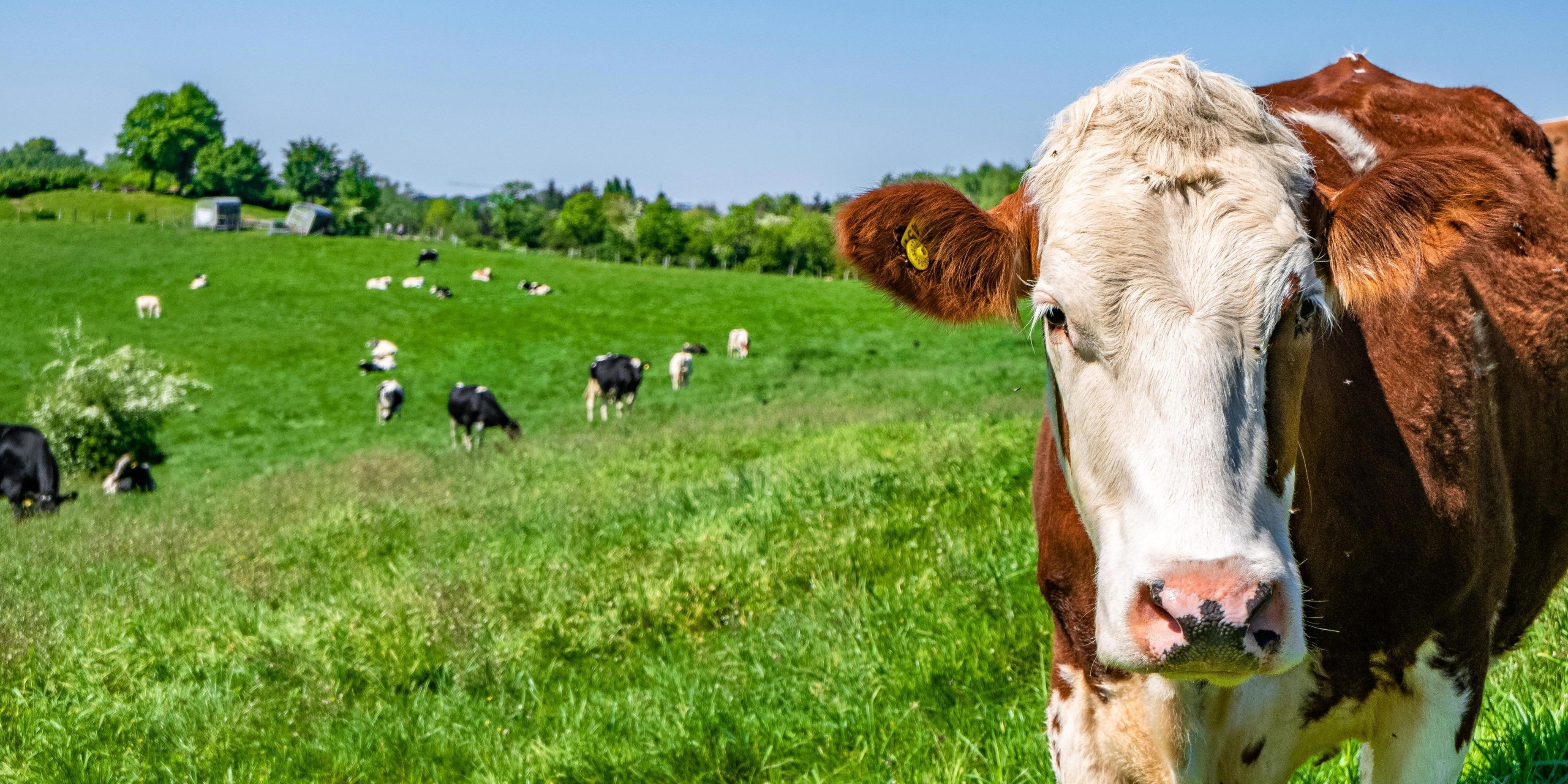 A close-up of a brown and white cow standing in a lush green field with other cows grazing in the background under a clear blue sky.