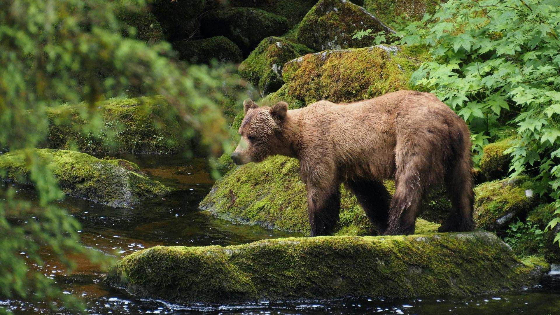 bear (1)