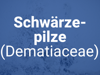schwaerzepilze-dematiaceae