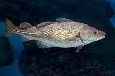 atlantic-cod