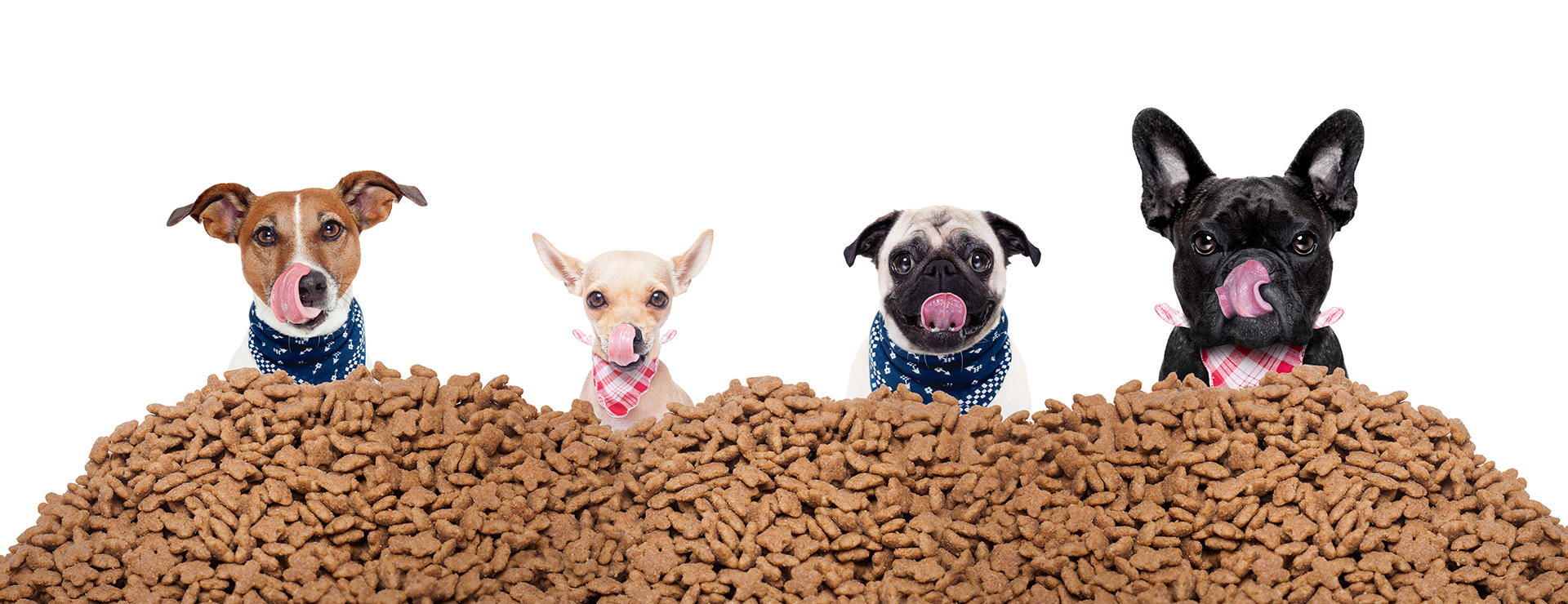 hungry-dogs-behind-a-big-mound-of-food_1920x740px