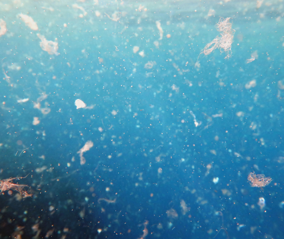 problem_solution-ecotox-biodegra