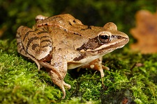 agile-frog