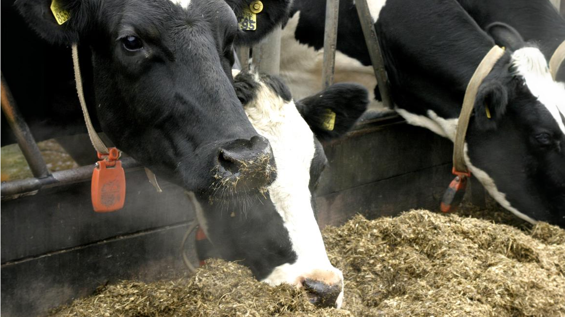 Aberdeen Angus kuer spiser