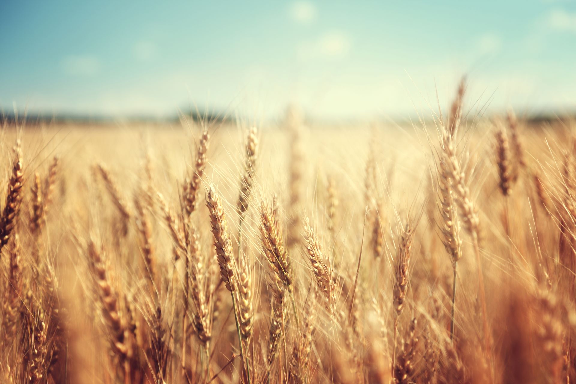 golden-wheat-field-and-sunny-day-xl_6450x4300px_2