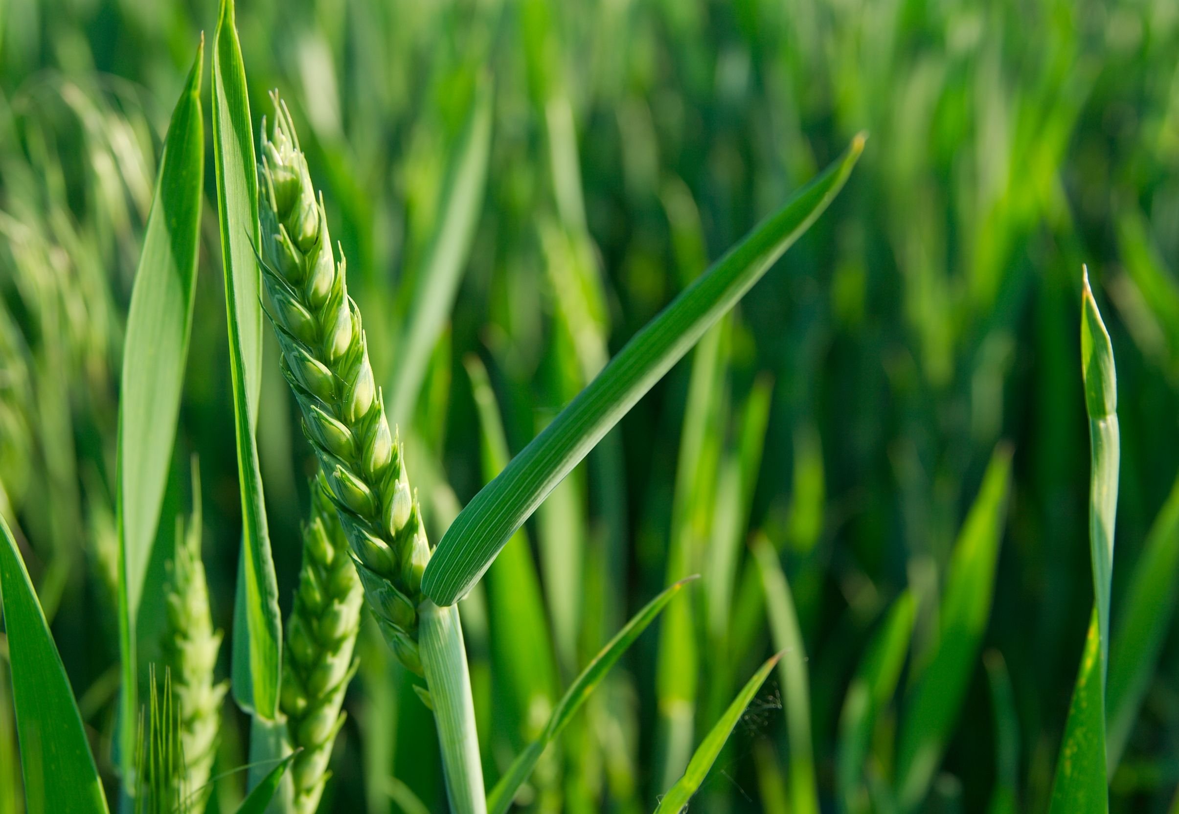 green-wheat-plant-on-a-field_2410-x-1664-px