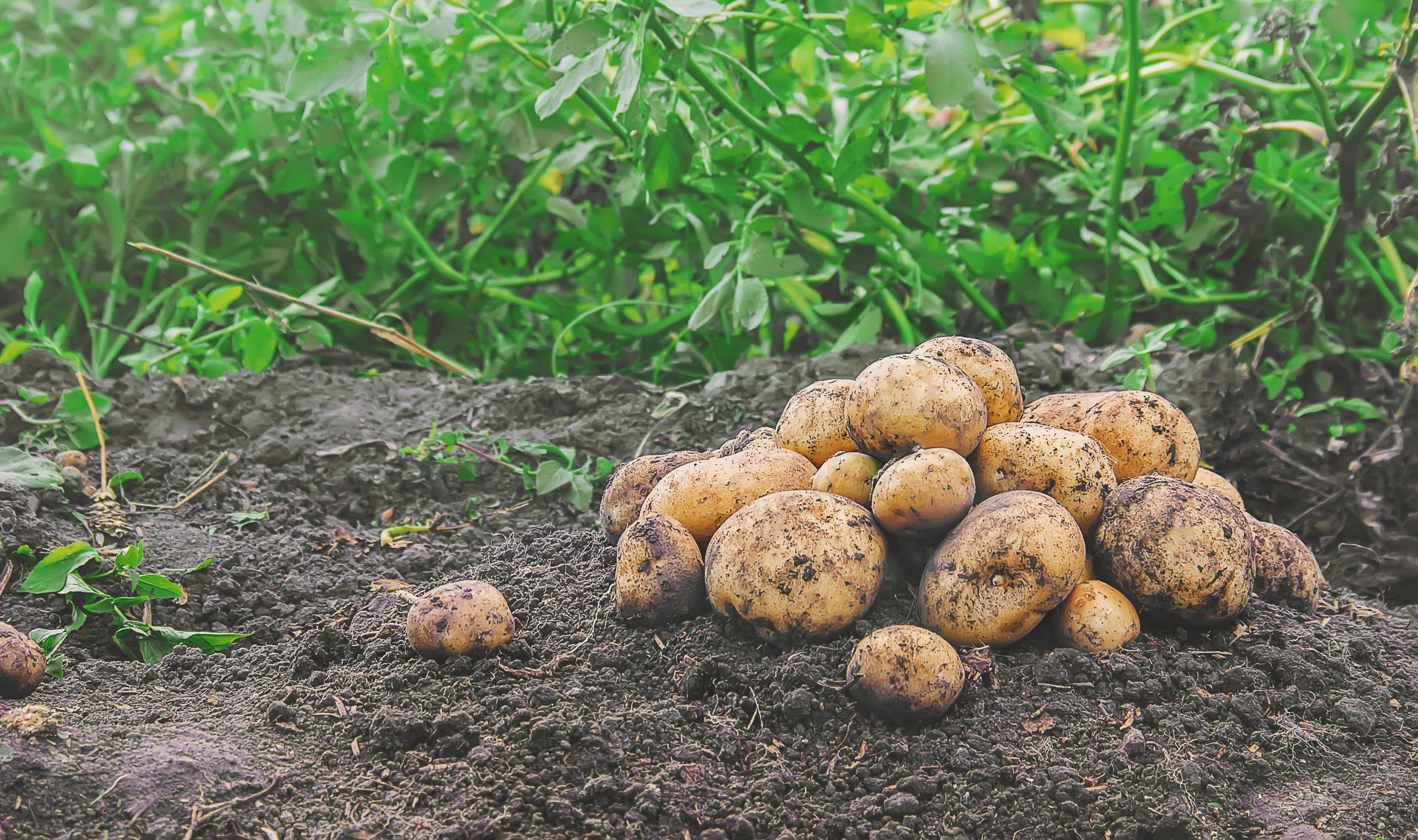 organic-homemade-vegetables-harvest-potatoes-selective-focus-nature_7068-x-4188-px