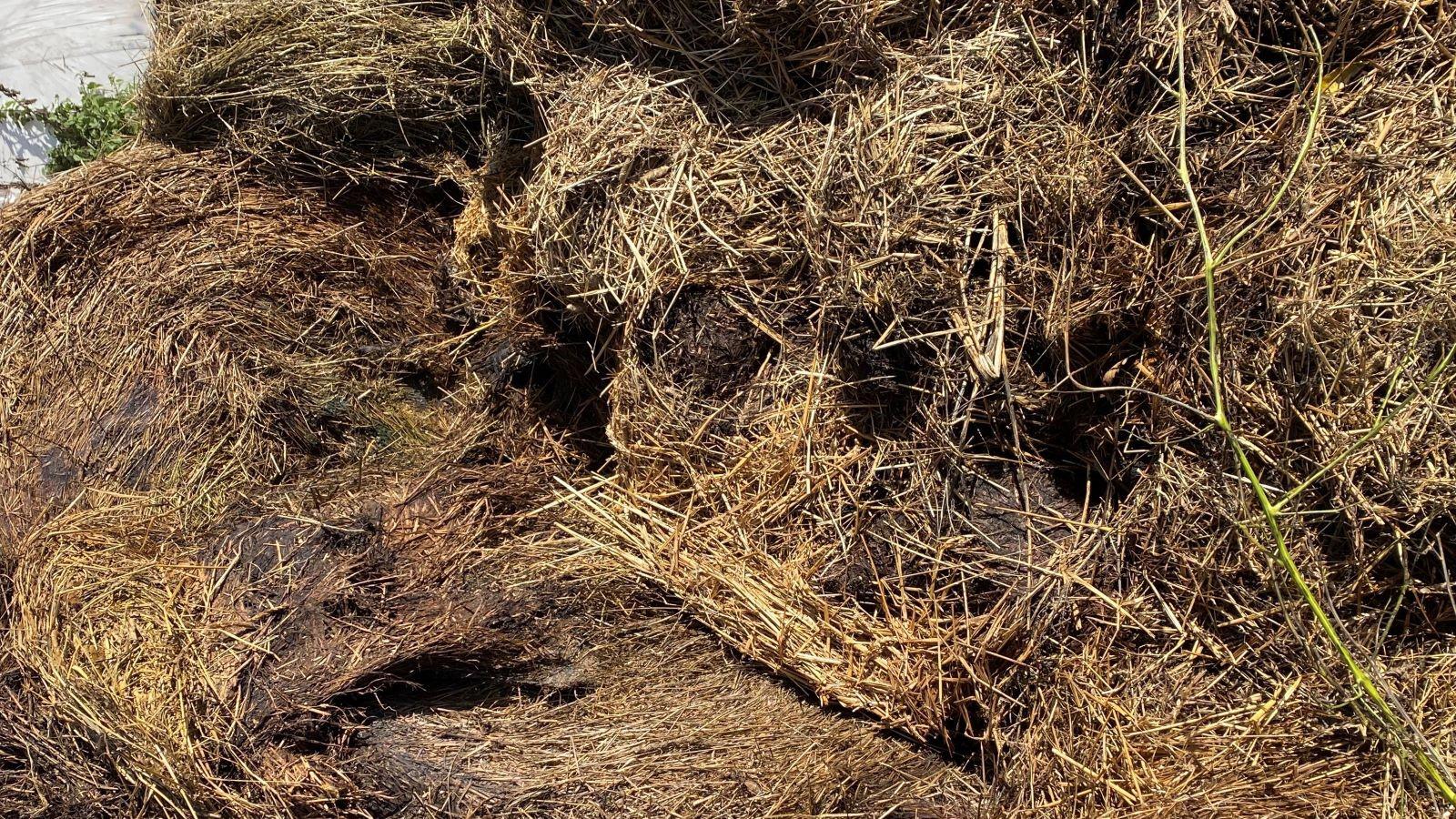 ensilage-med-ekstra-daarlig-hygiene-16-9