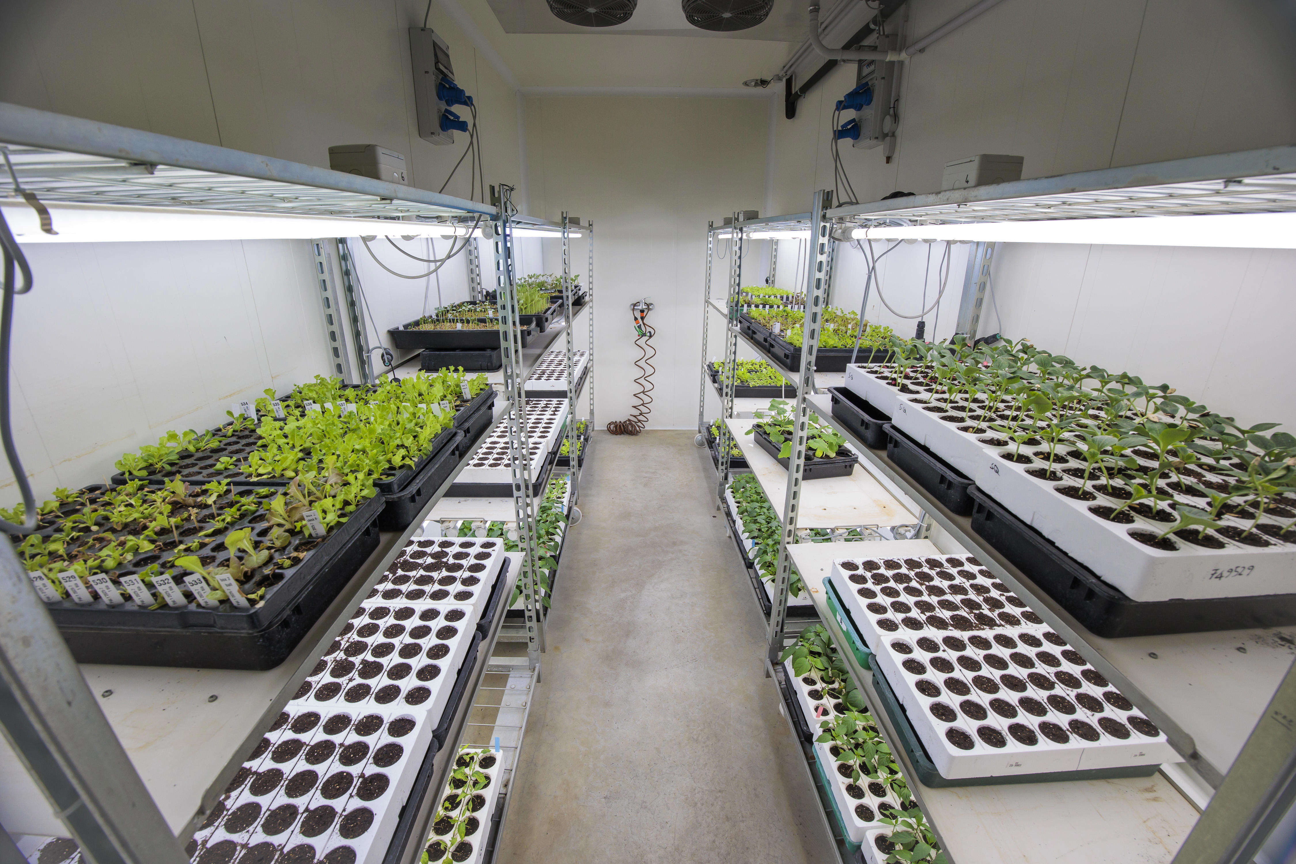 agro-plant-storage-seed_health-testing