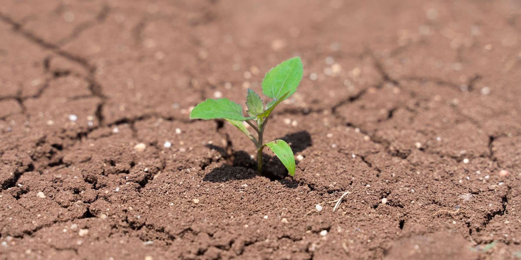 pictures-drought-article-2