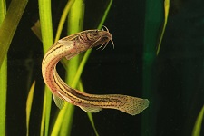 european-waterfish