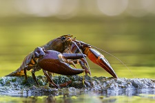 signal-crayfish