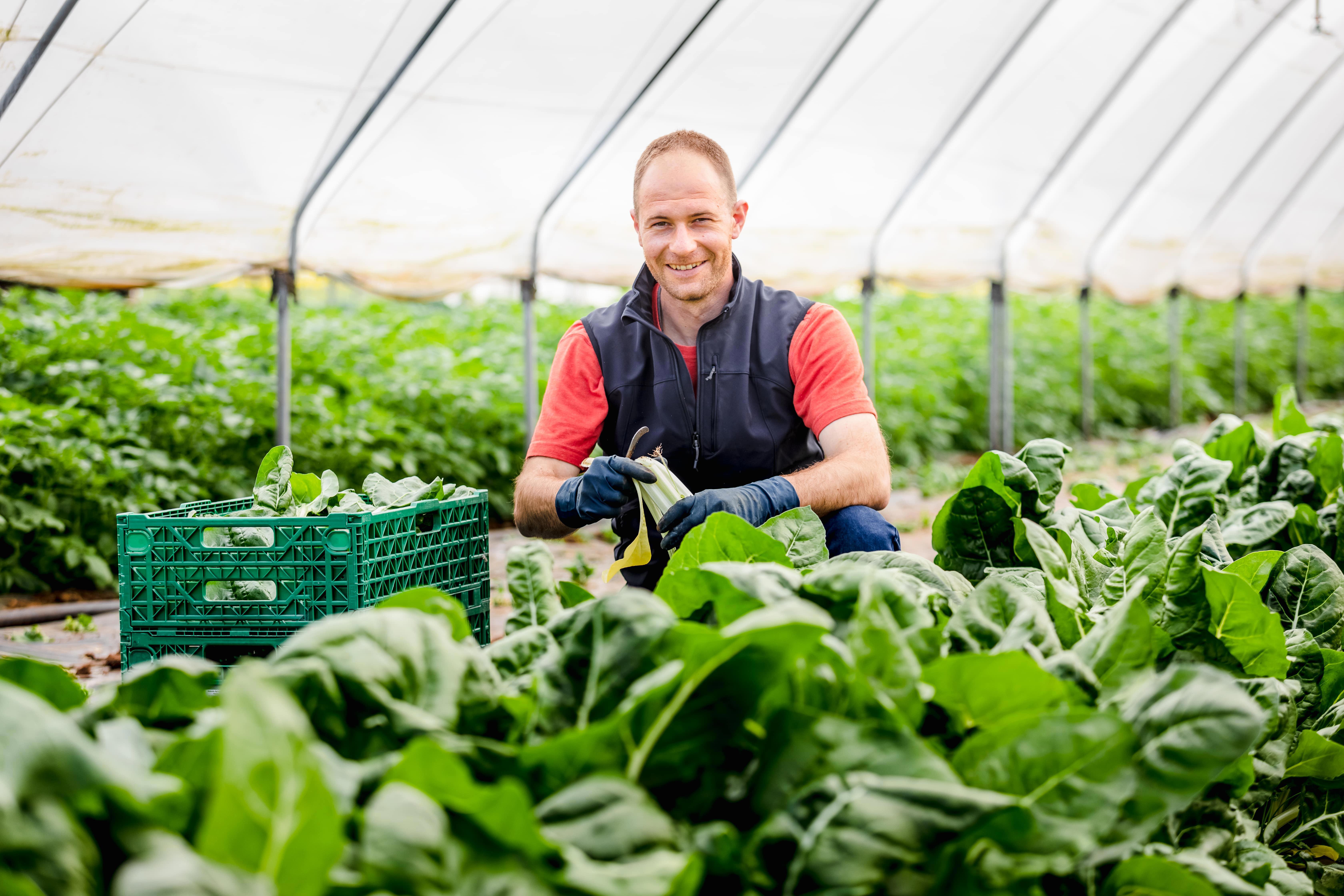 agro-greenhouse-grower-inside-bokchoy