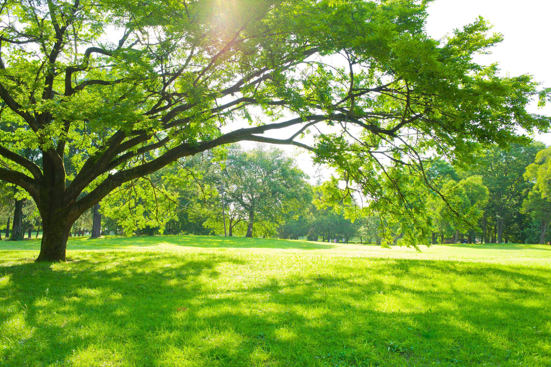 park-tree_9216-x-6144-px_2