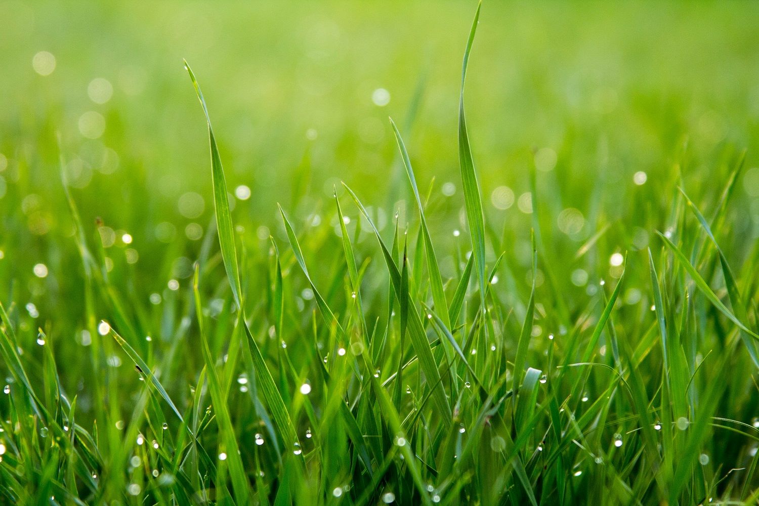growing_grass
