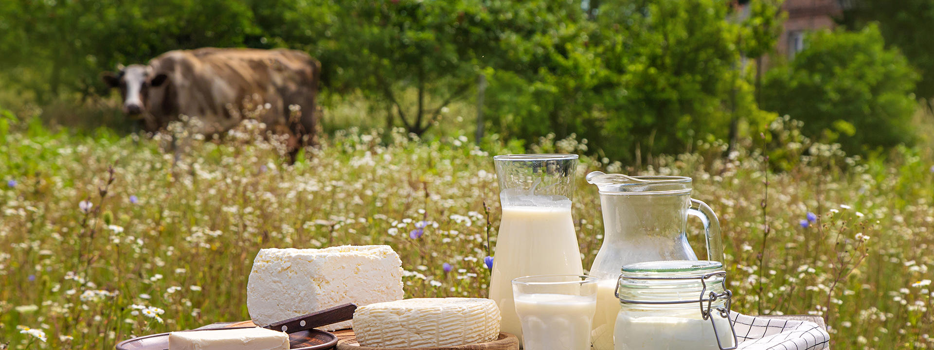 gaardsmejeri_dairy-products-on-a-cow-farm-selective-focus-food_1920_720-px