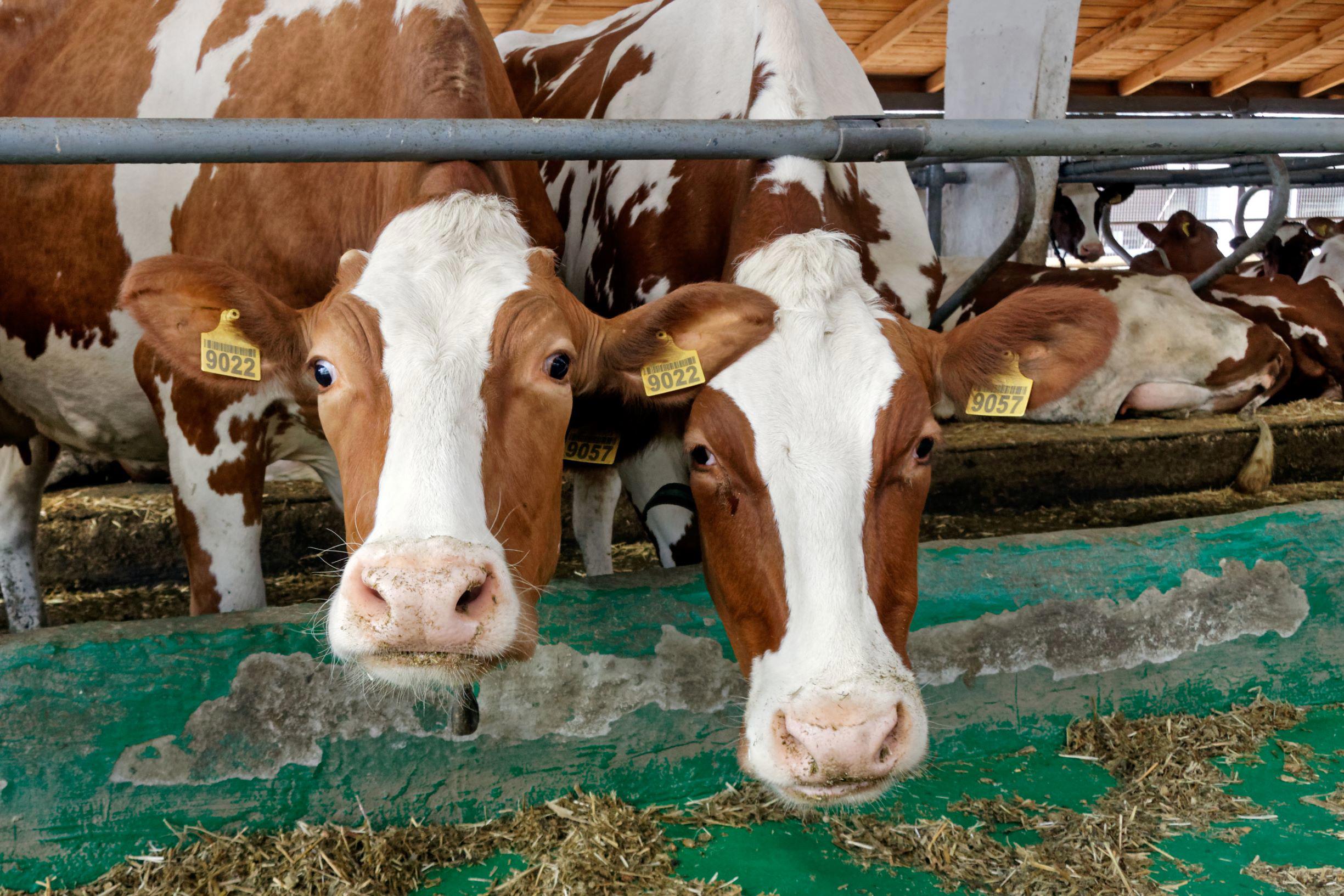dairy-cows-in-a-farm-cowshed-xl_5320x3547px