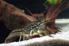 slough-crayfish