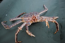 red-king-crab