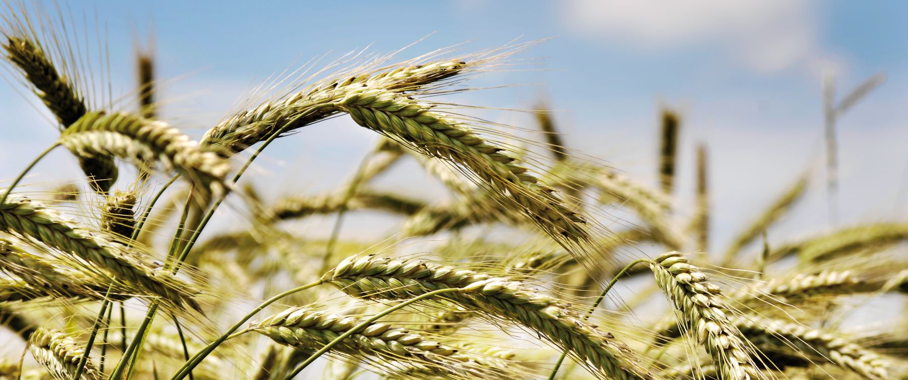 grain-eurofins